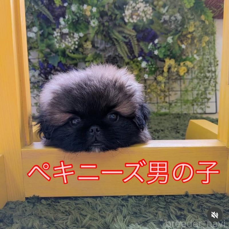 販売中の三重県のペキニーズ-416188の3枚目