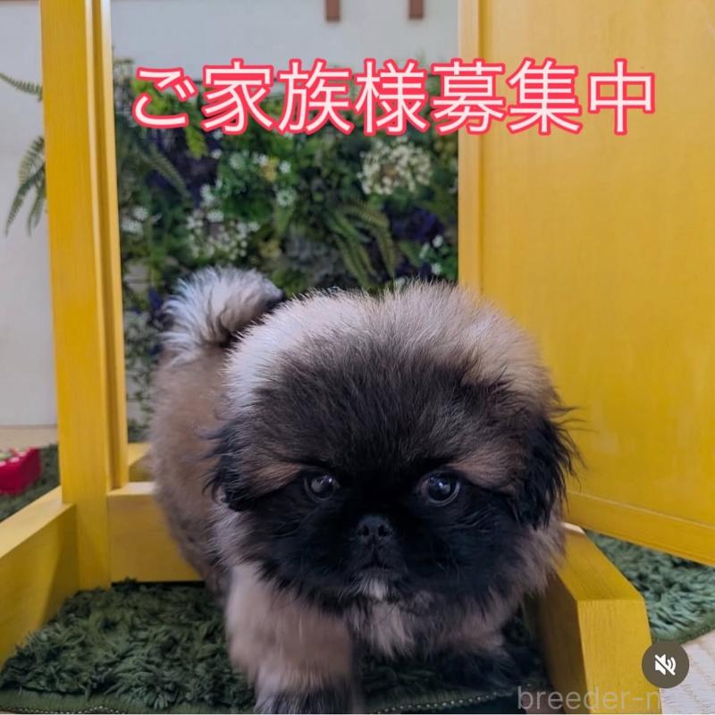 販売中の三重県のペキニーズ-416188の2枚目