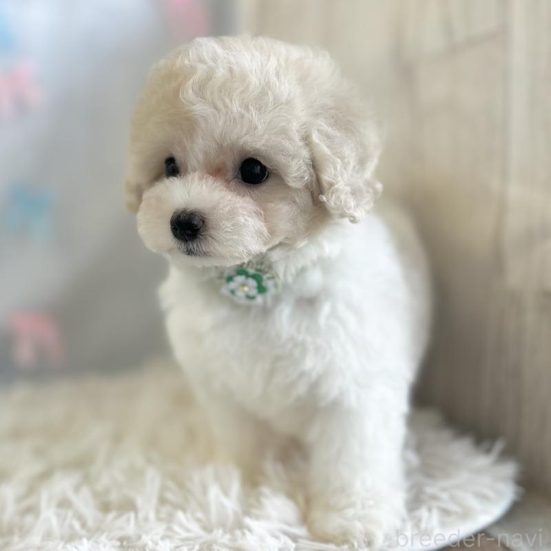 販売中の愛知県のミックス犬-416185の3枚目