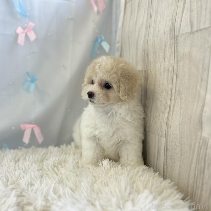 販売中の愛知県のミックス犬-416185の2枚目