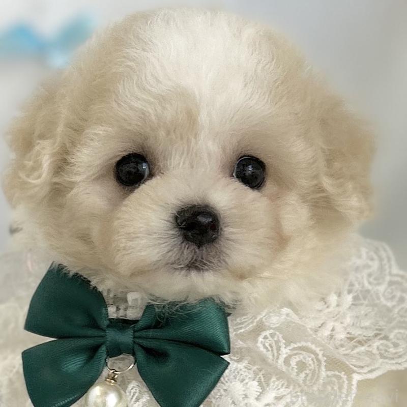 販売中の愛知県のミックス犬-416186