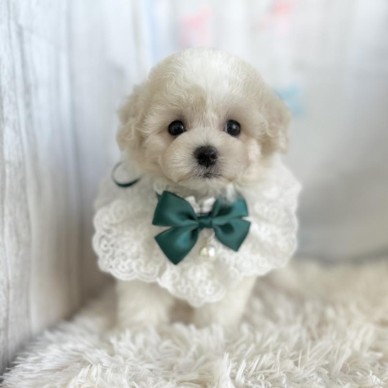 販売中の愛知県のミックス犬-416186の5枚目