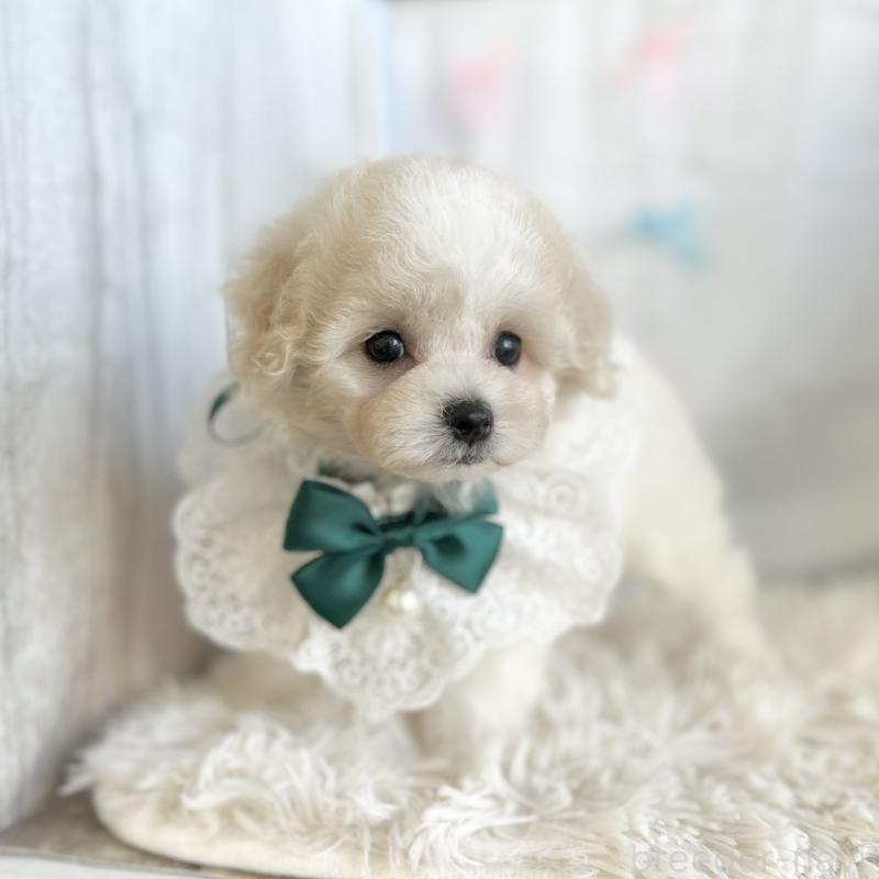 販売中の愛知県のミックス犬-416186の4枚目
