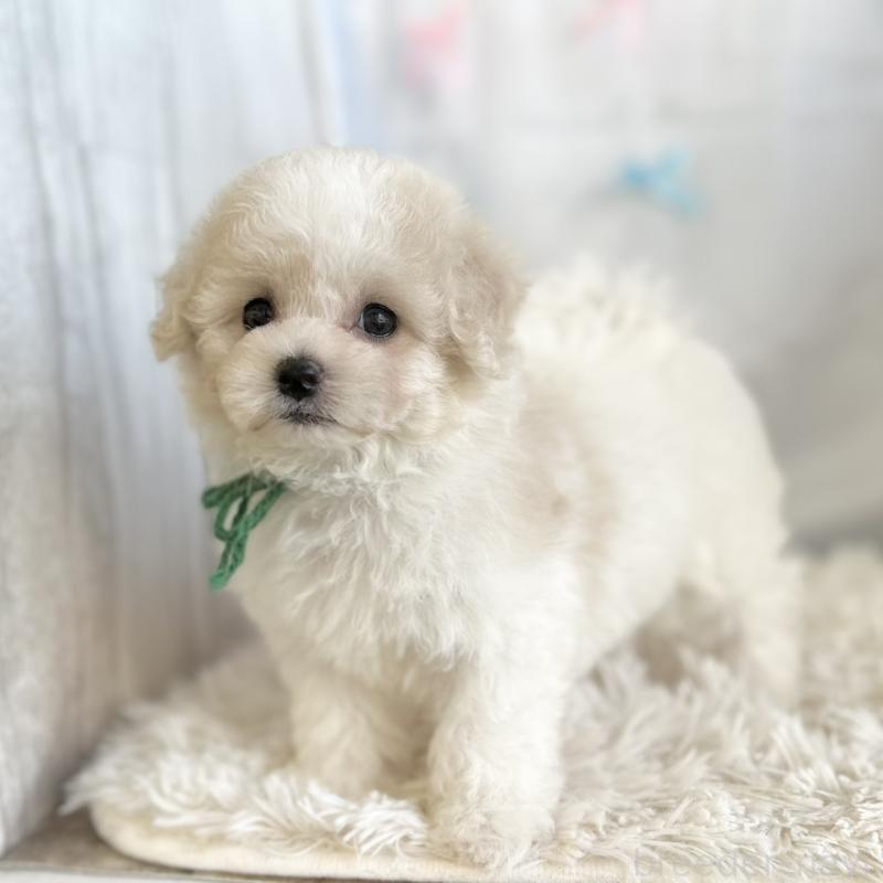販売中の愛知県のミックス犬-416186の3枚目