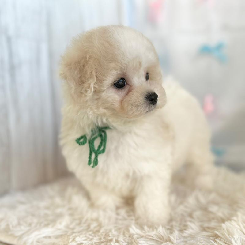 販売中の愛知県のミックス犬-416186の2枚目