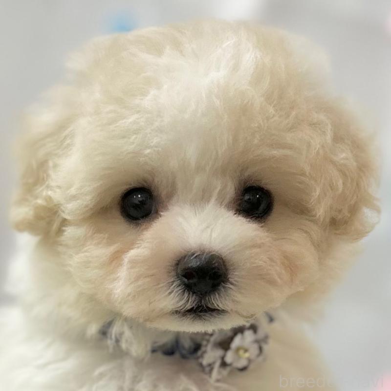 販売中の愛知県のミックス犬-416187