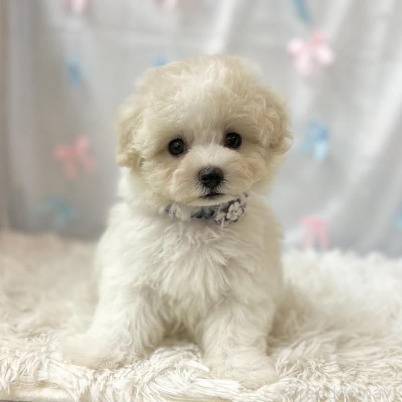 販売中の愛知県のミックス犬-416187の5枚目