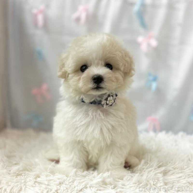 販売中の愛知県のミックス犬-416187の4枚目
