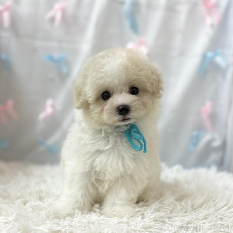 販売中の愛知県のミックス犬-416187の3枚目