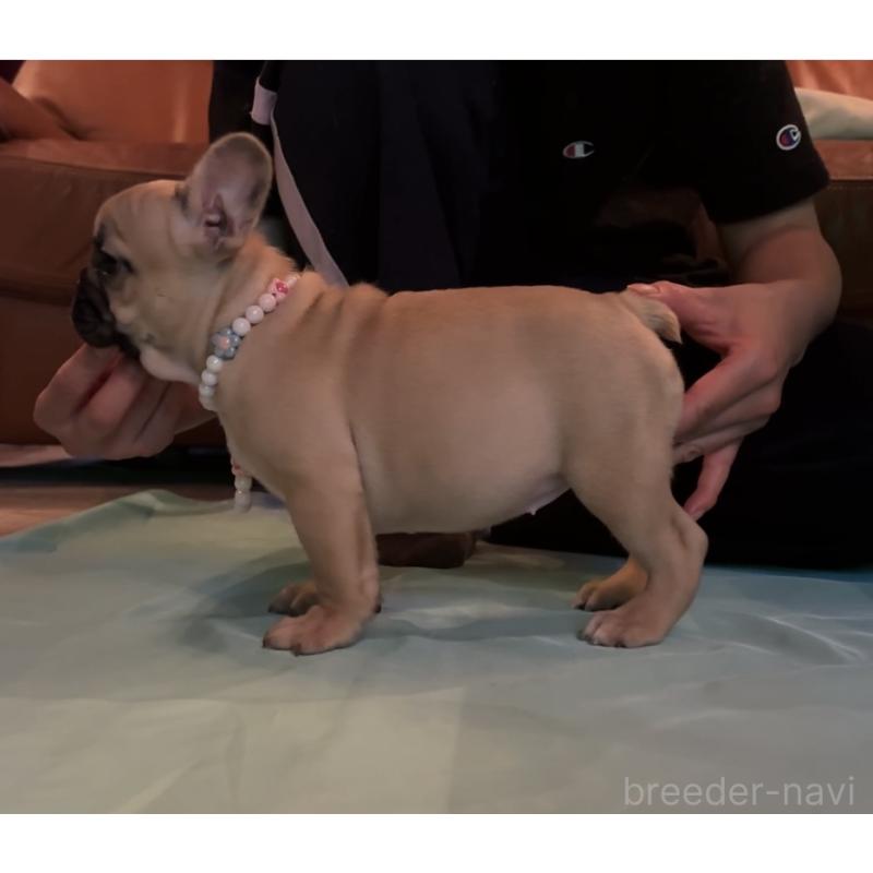 成約済の埼玉県のフレンチブルドッグ-414891の4枚目