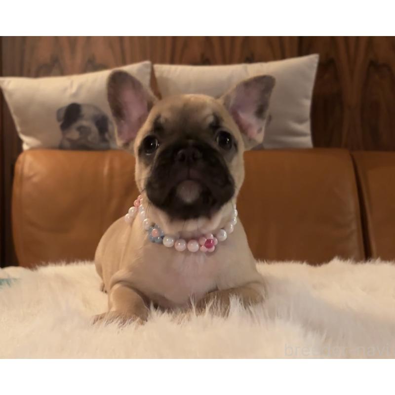 成約済の埼玉県のフレンチブルドッグ-414891の3枚目