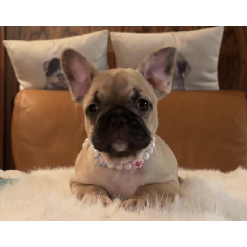 成約済の埼玉県のフレンチブルドッグ-414891の2枚目