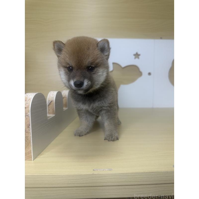 販売中の茨城県の豆柴-416193の7枚目