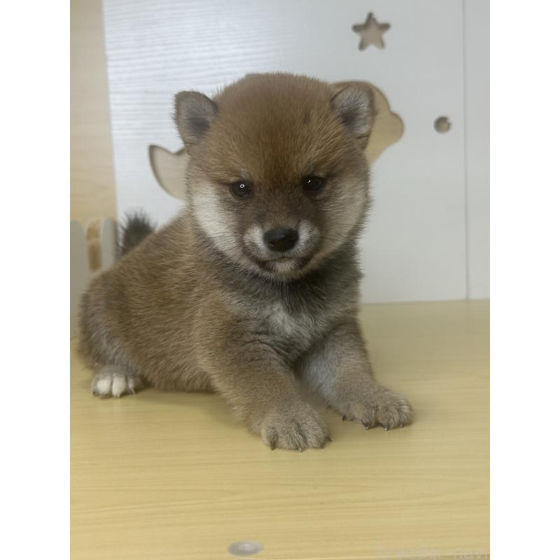 販売中の茨城県の豆柴-416193の5枚目