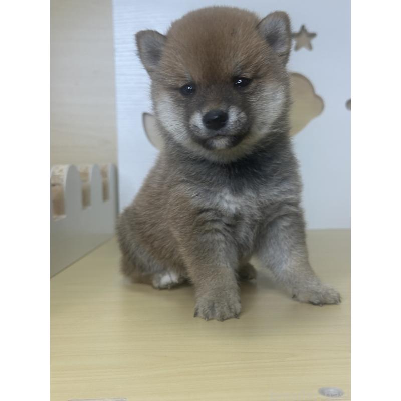 販売中の茨城県の豆柴-416193の4枚目