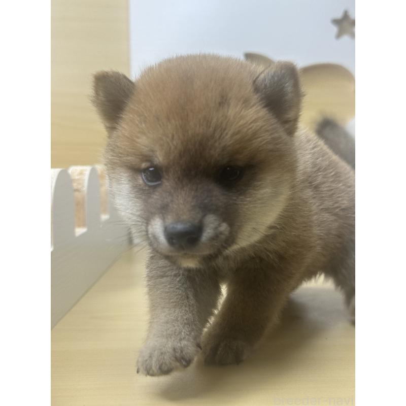 販売中の茨城県の豆柴-416193の3枚目