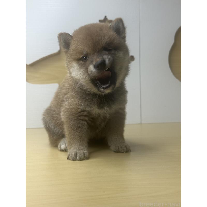 販売中の茨城県の豆柴-416193の2枚目