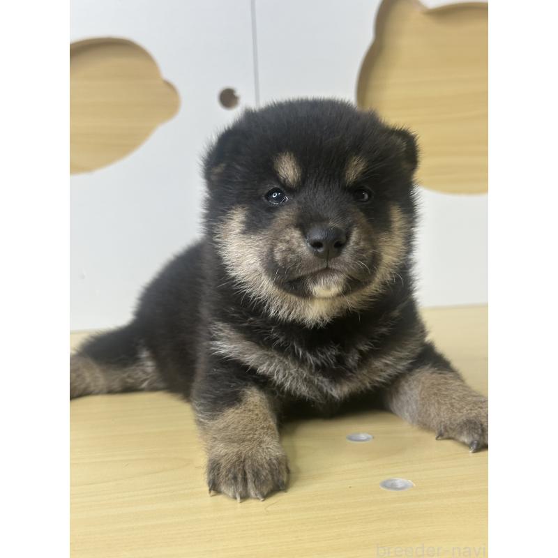 販売中の茨城県の柴犬-416196の7枚目