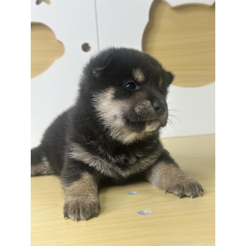 販売中の茨城県の柴犬-416196の5枚目