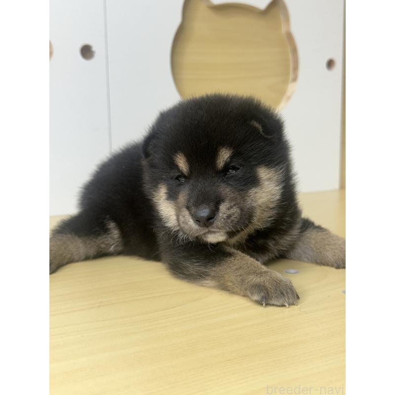 販売中の茨城県の柴犬-416196の4枚目