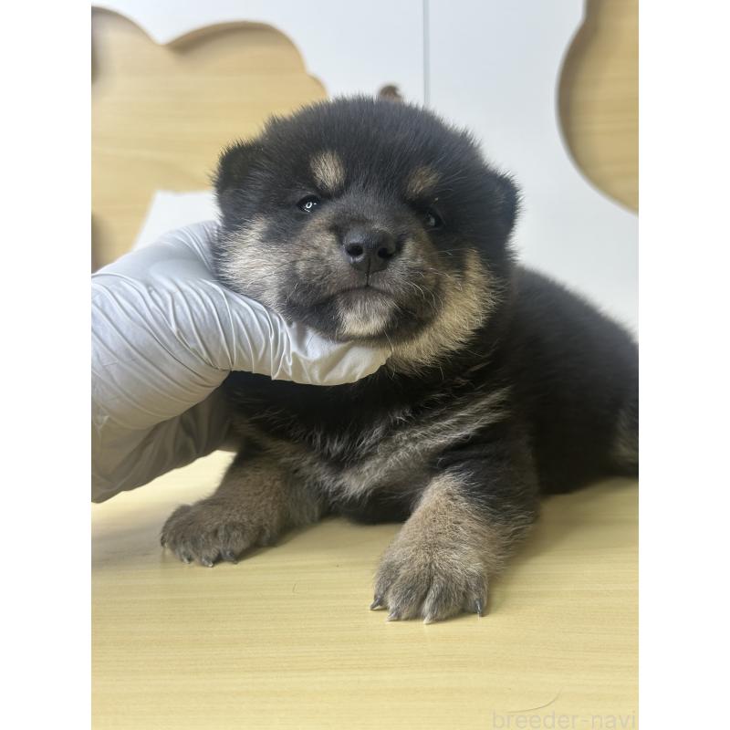 販売中の茨城県の柴犬-416196の3枚目