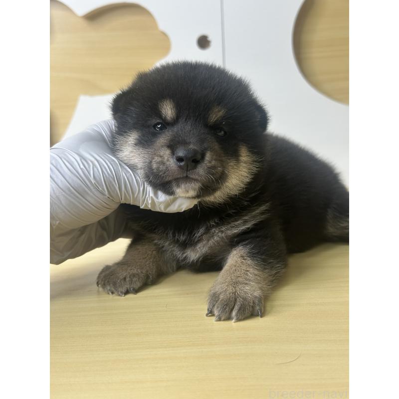 販売中の茨城県の柴犬-416196の2枚目
