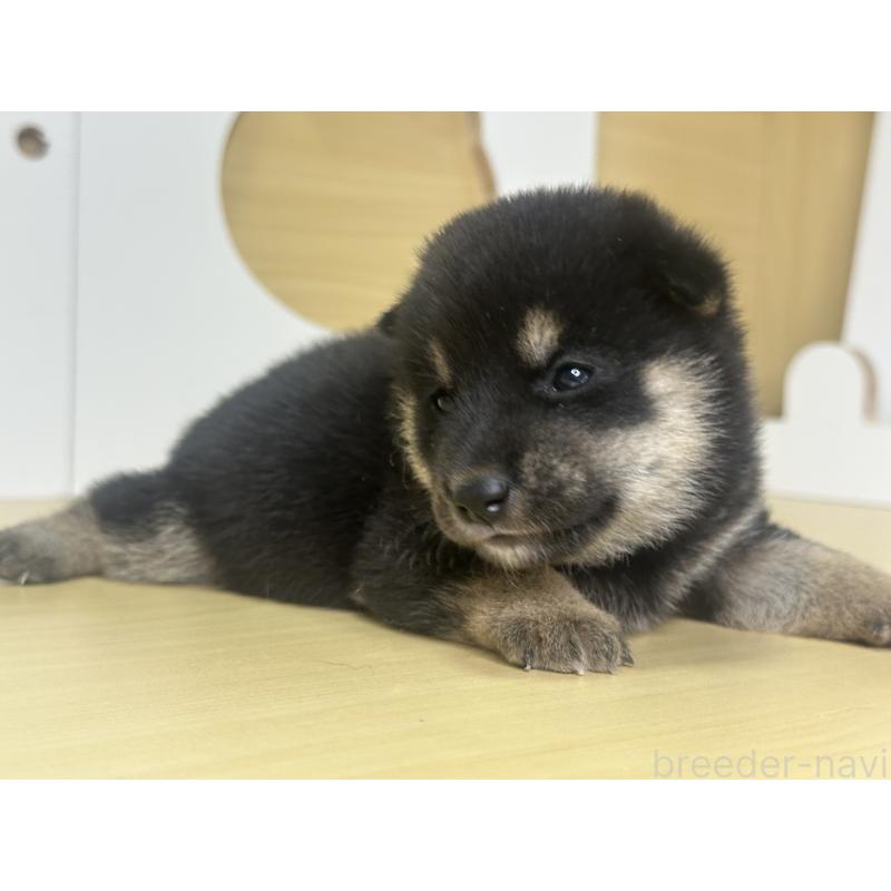 販売中の茨城県の柴犬-416197の8枚目