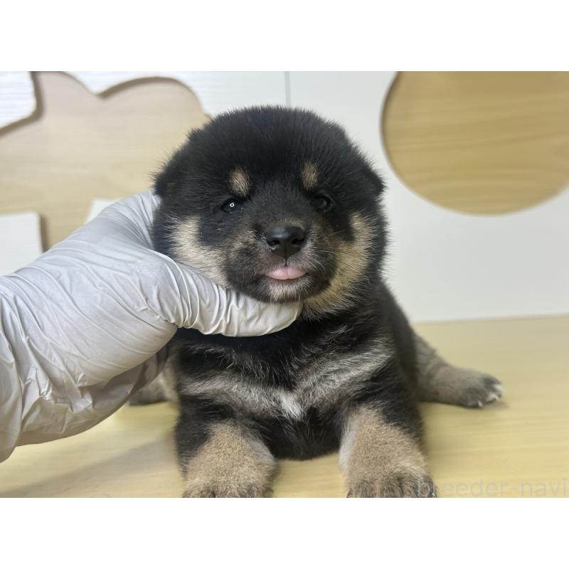 販売中の茨城県の柴犬-416197の7枚目