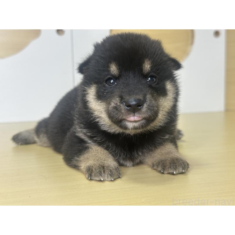 販売中の茨城県の柴犬-416197の6枚目