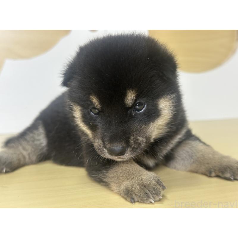 販売中の茨城県の柴犬-416197の5枚目