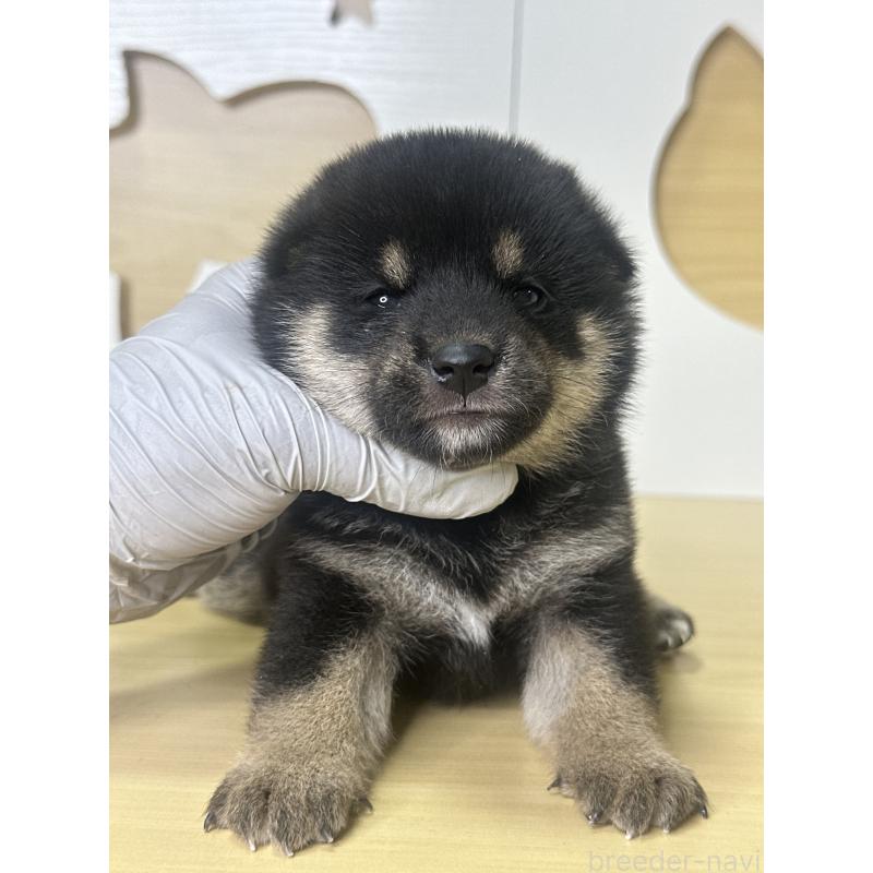販売中の茨城県の柴犬-416197の3枚目