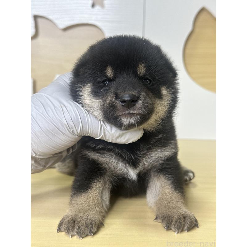販売中の茨城県の柴犬-416197の2枚目