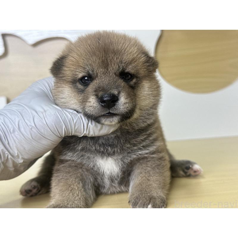 販売中の茨城県の柴犬-416199の12枚目