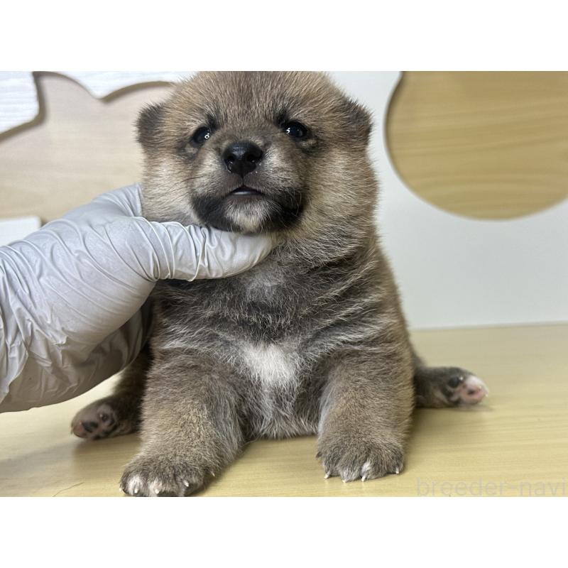 販売中の茨城県の柴犬-416199の11枚目