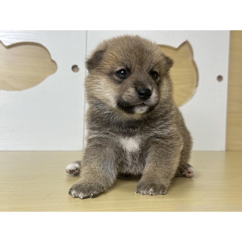 販売中の茨城県の柴犬-416199の8枚目
