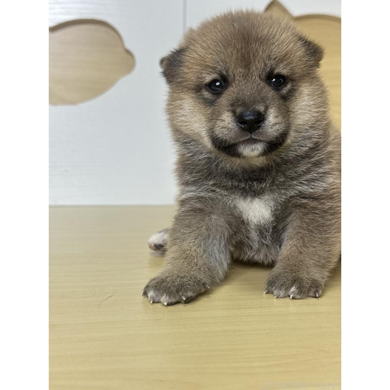 販売中の茨城県の柴犬-416199の7枚目