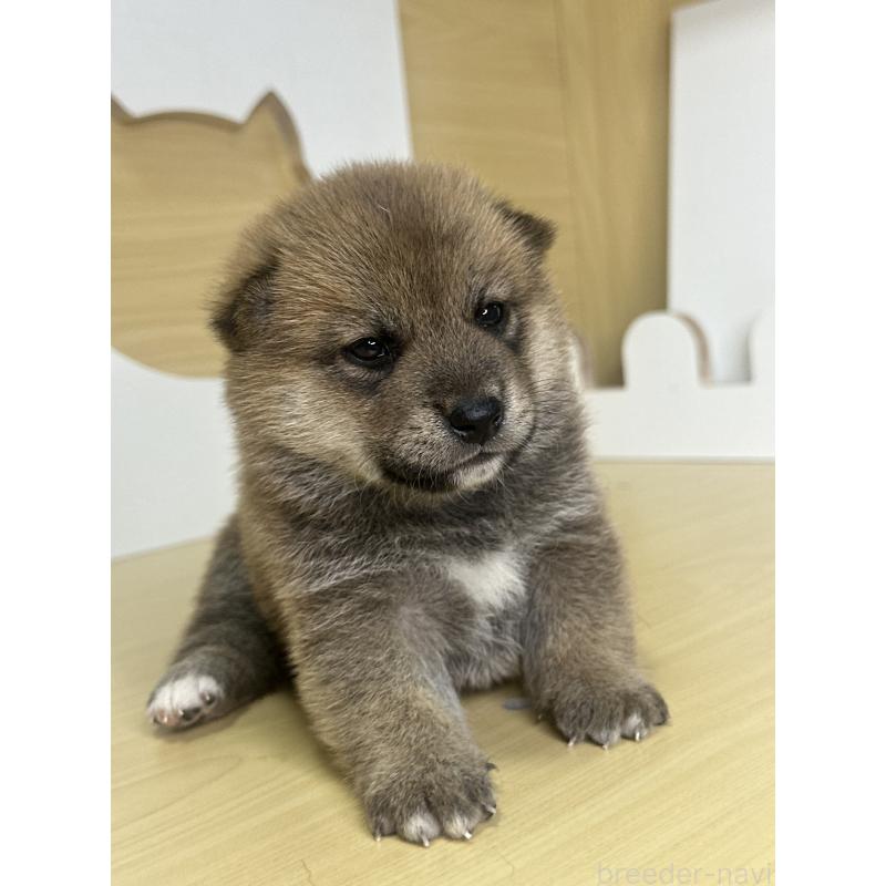 販売中の茨城県の柴犬-416199の6枚目
