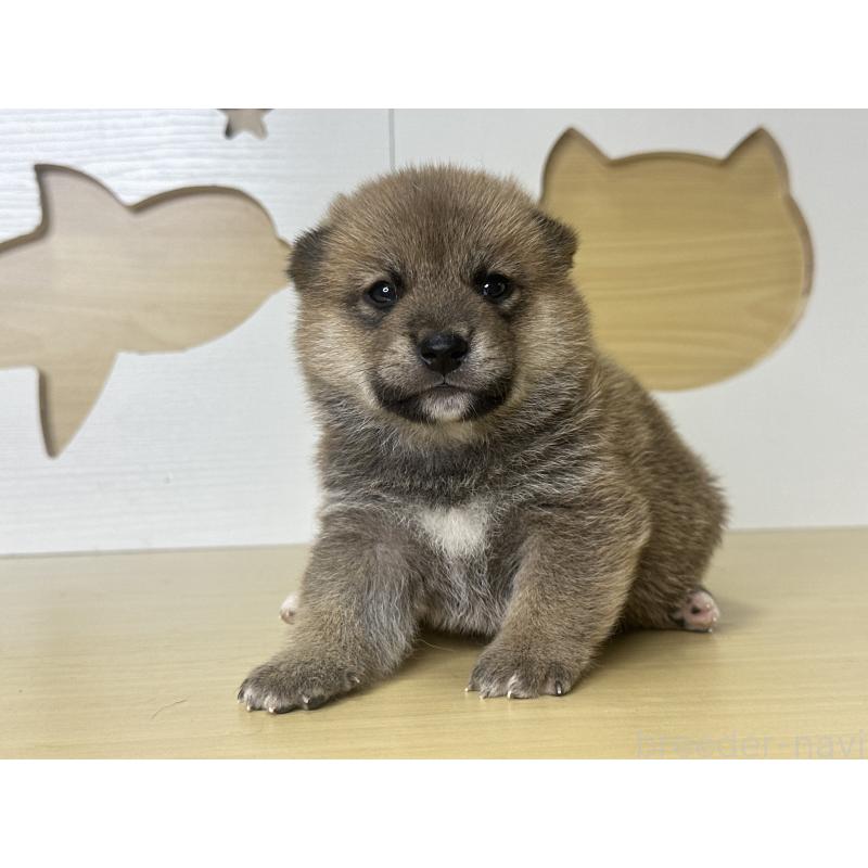販売中の茨城県の柴犬-416199の5枚目