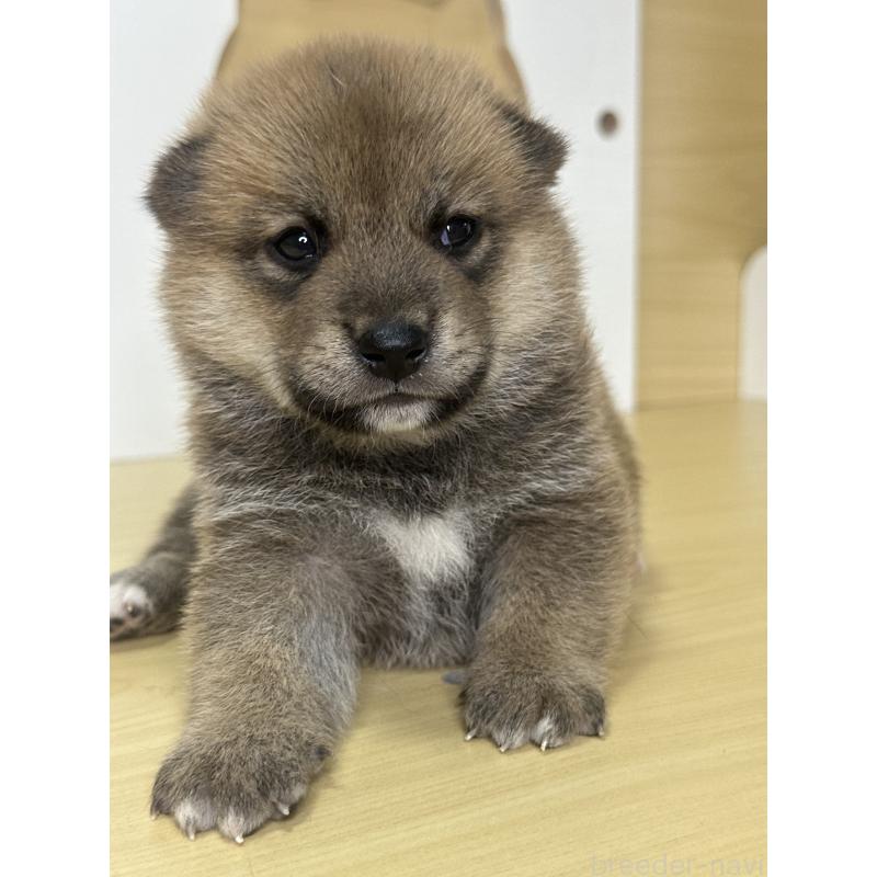 販売中の茨城県の柴犬-416199の2枚目