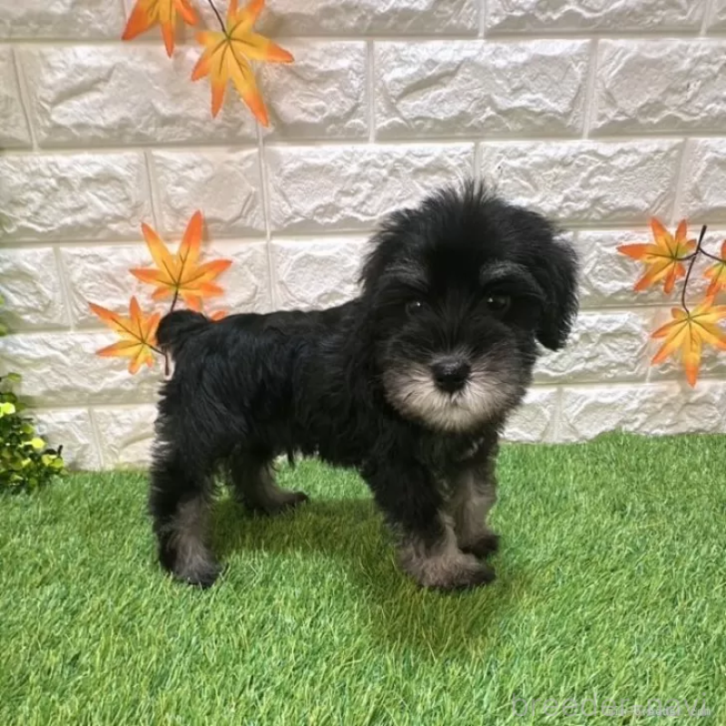 商談中の愛知県のミニチュアシュナウザー-413920の5枚目