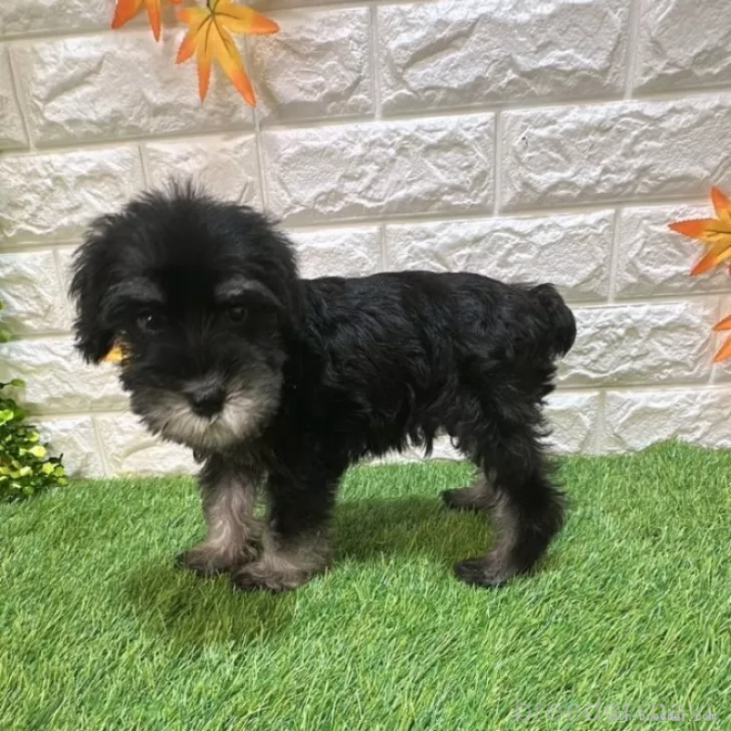 商談中の愛知県のミニチュアシュナウザー-413920の4枚目