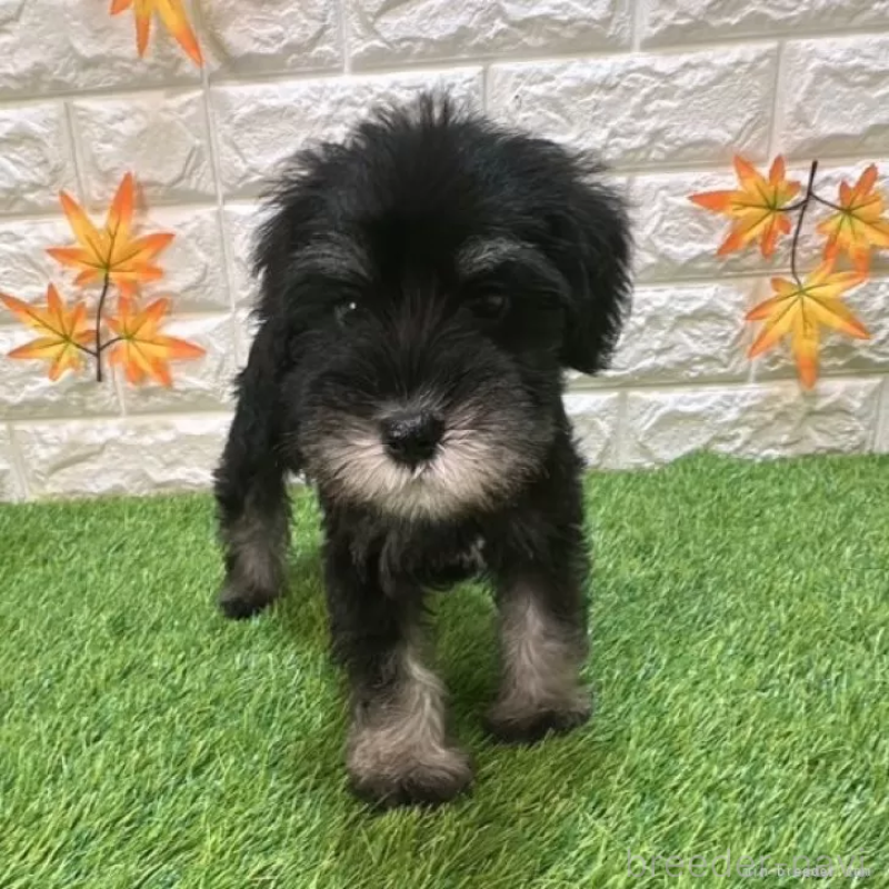 商談中の愛知県のミニチュアシュナウザー-413920の3枚目