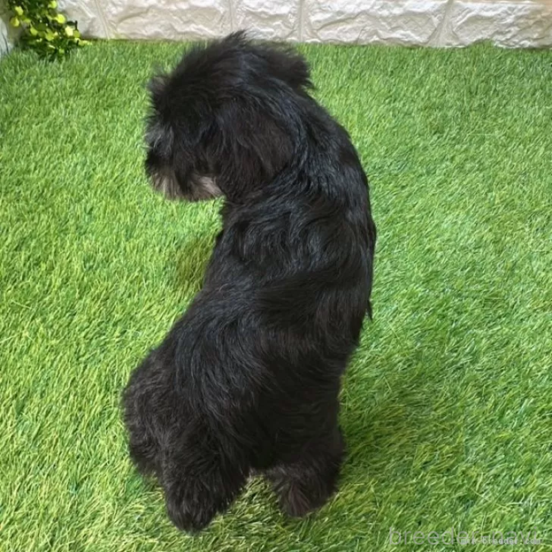 商談中の愛知県のミニチュアシュナウザー-413920の2枚目