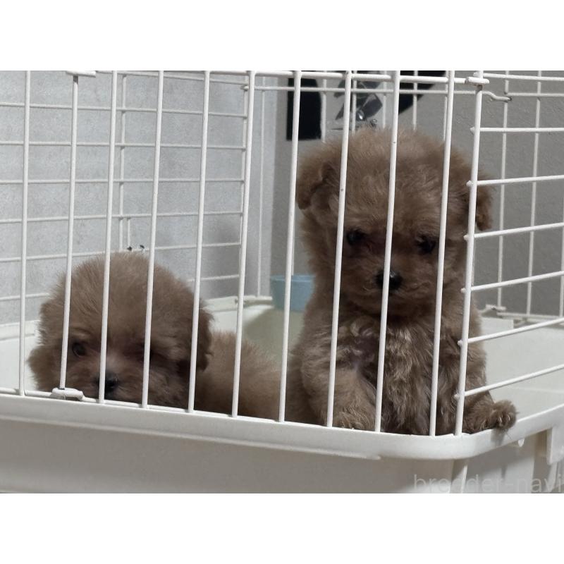 成約済の愛知県のマルプー:マルチーズ×トイプードル-413213の2枚目