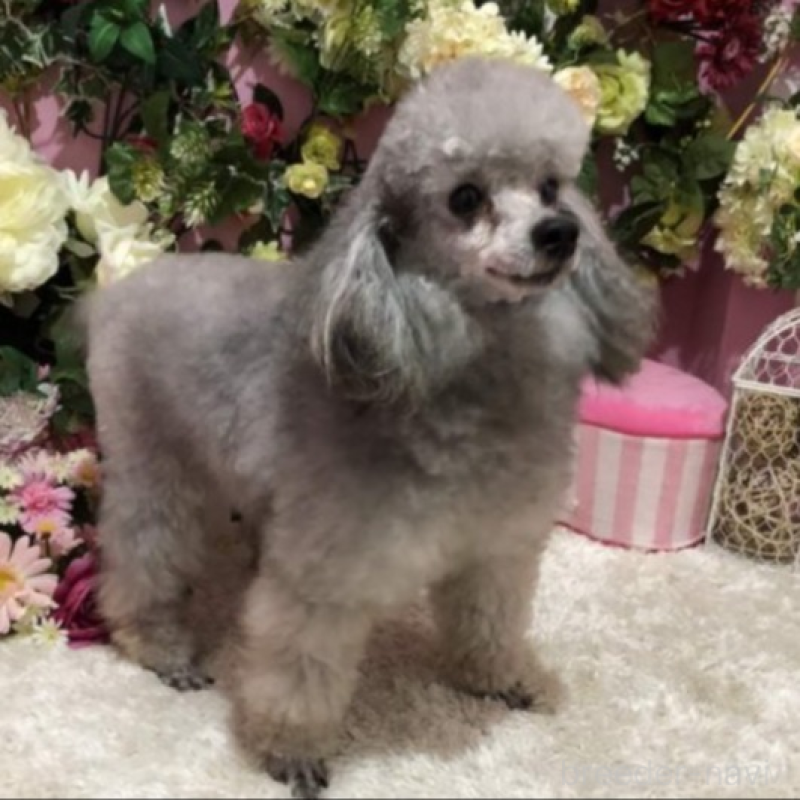キャビアくん1枚目