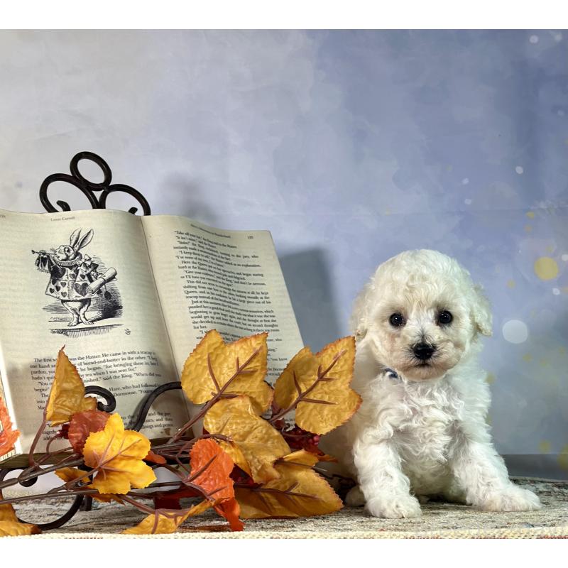 成約済の京都府のトイプードル-413395の26枚目