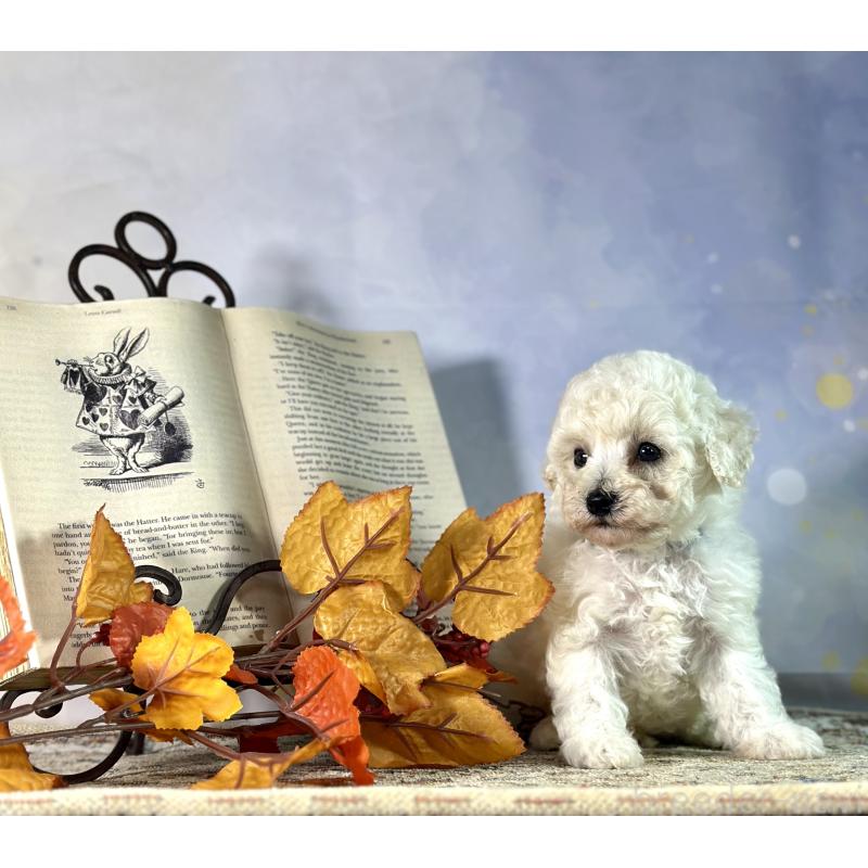 成約済の京都府のトイプードル-413395の25枚目