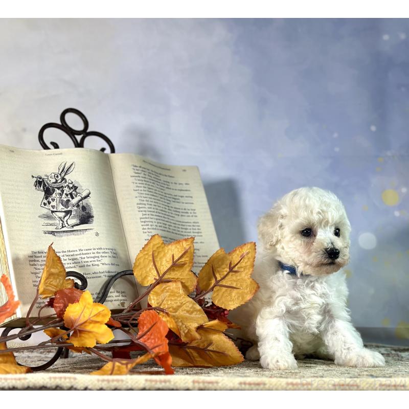 成約済の京都府のトイプードル-413395の24枚目