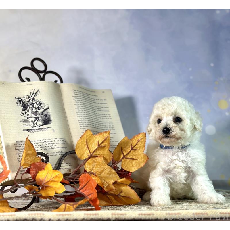 成約済の京都府のトイプードル-413395の23枚目