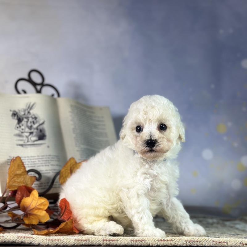 成約済の京都府のトイプードル-413395の22枚目